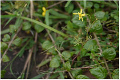 Senecio tenuifolius